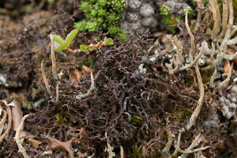 Cetraria aculeata-4